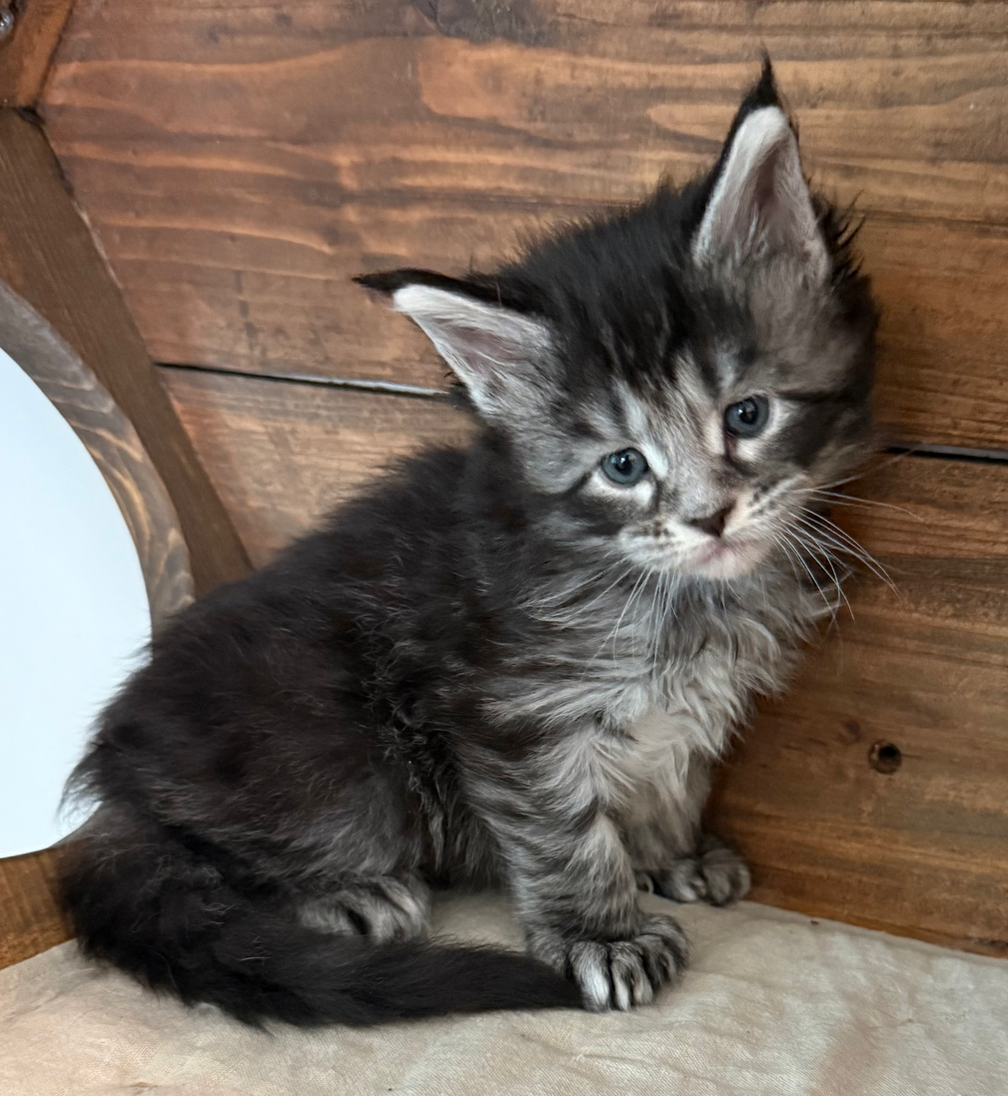 Indigo- 4 weeks #6