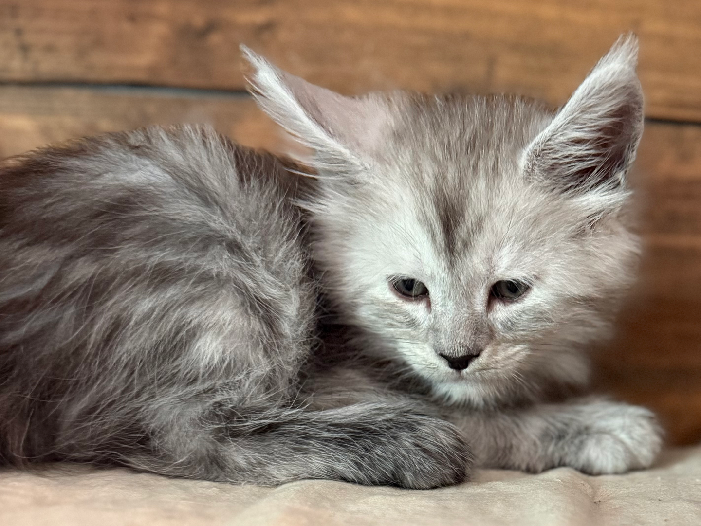 Harry- 6 weeks #1