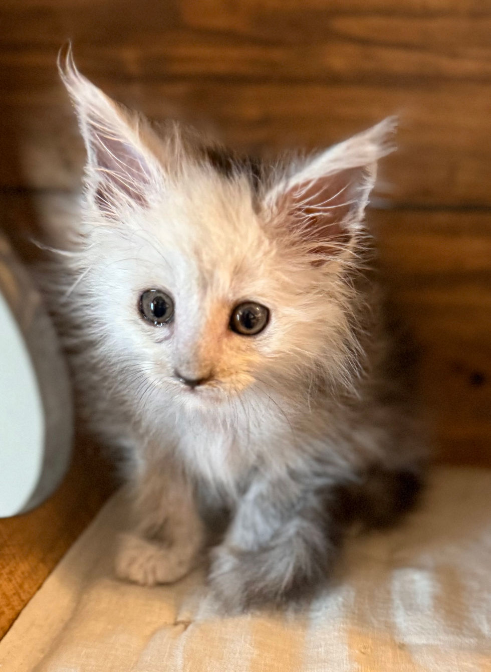 Atlas- 8 weeks