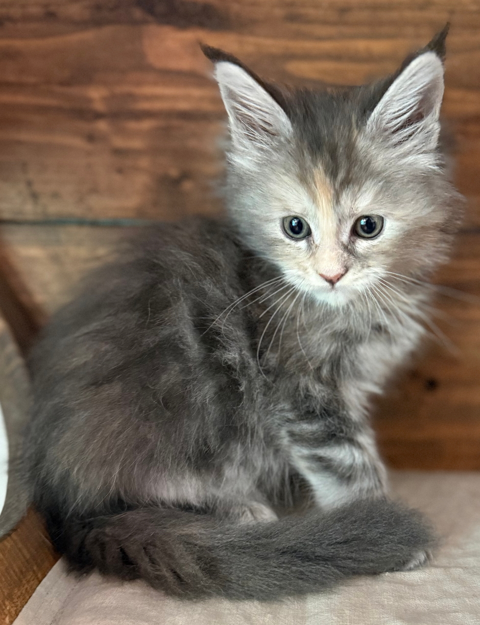 Isabel- 6 weeks #7