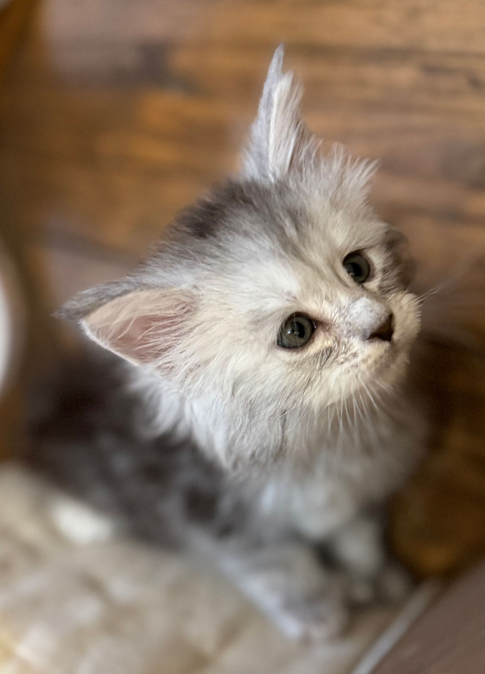 Billie- 6 weeks