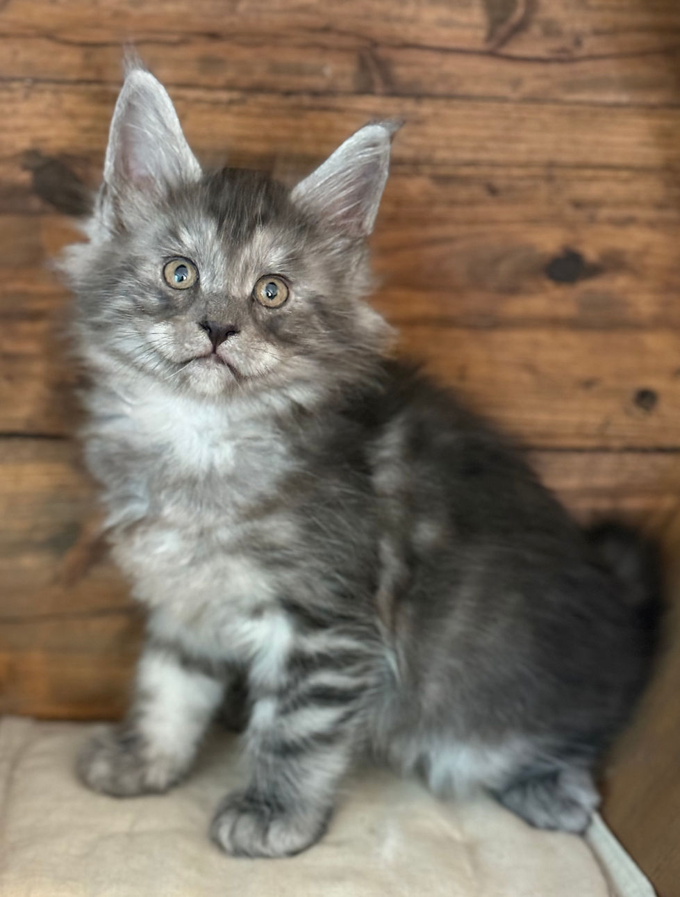  D'Artagnan - 7 Weeks