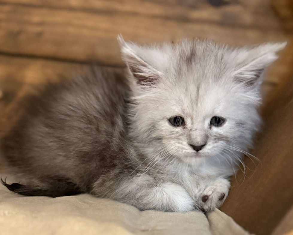Brinley- 6 weeks