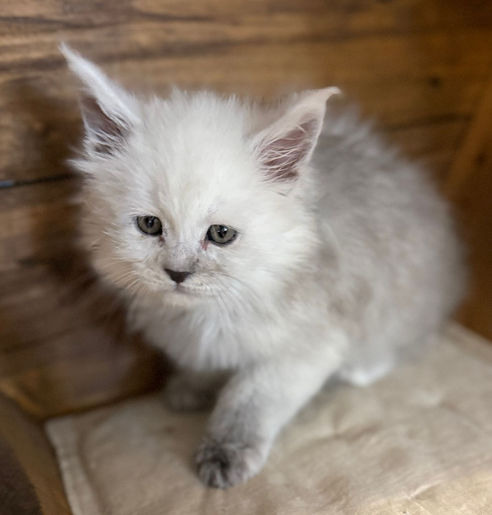 Celeste- 6 weeks