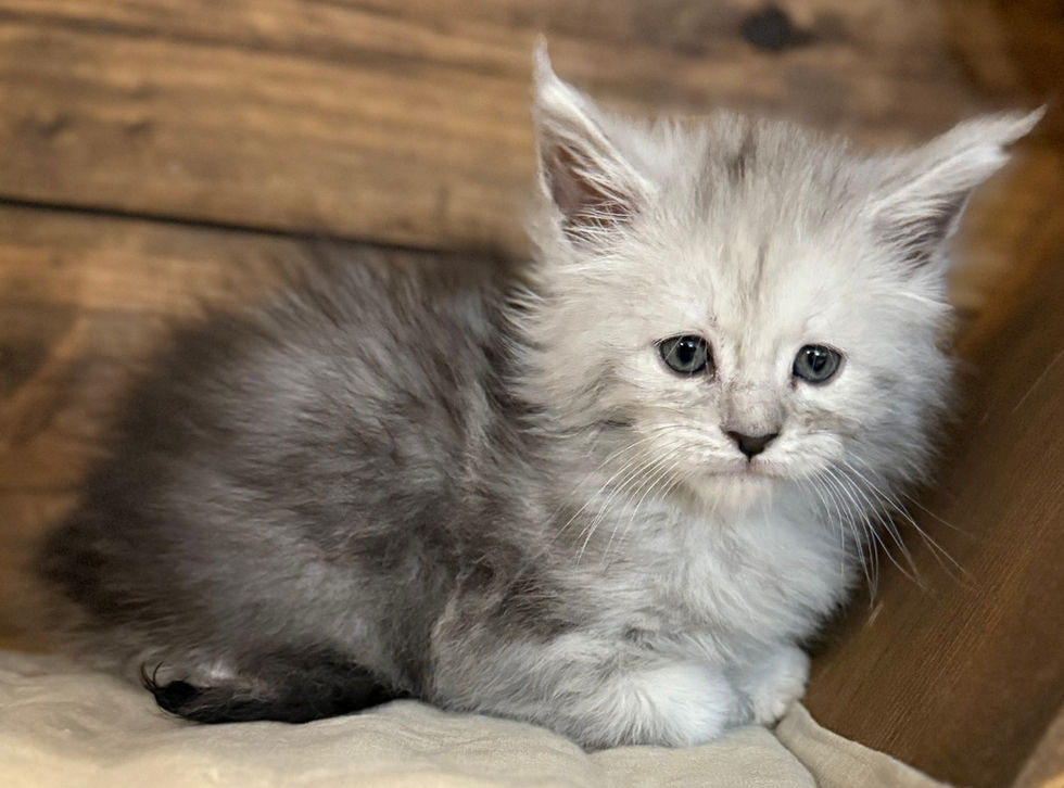 Brinley- 6 weeks
