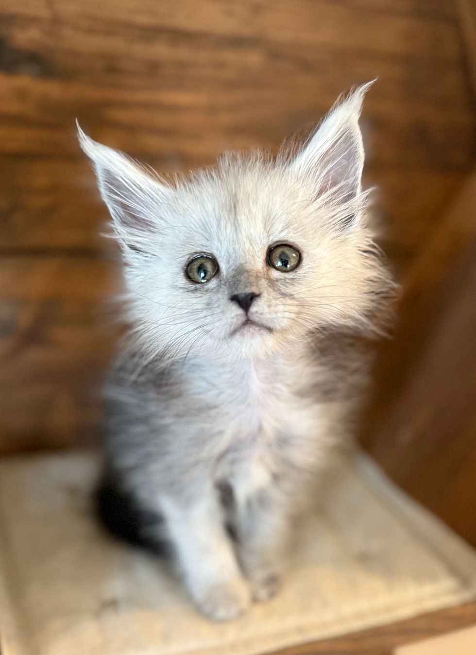 Ayla - 8 weeks