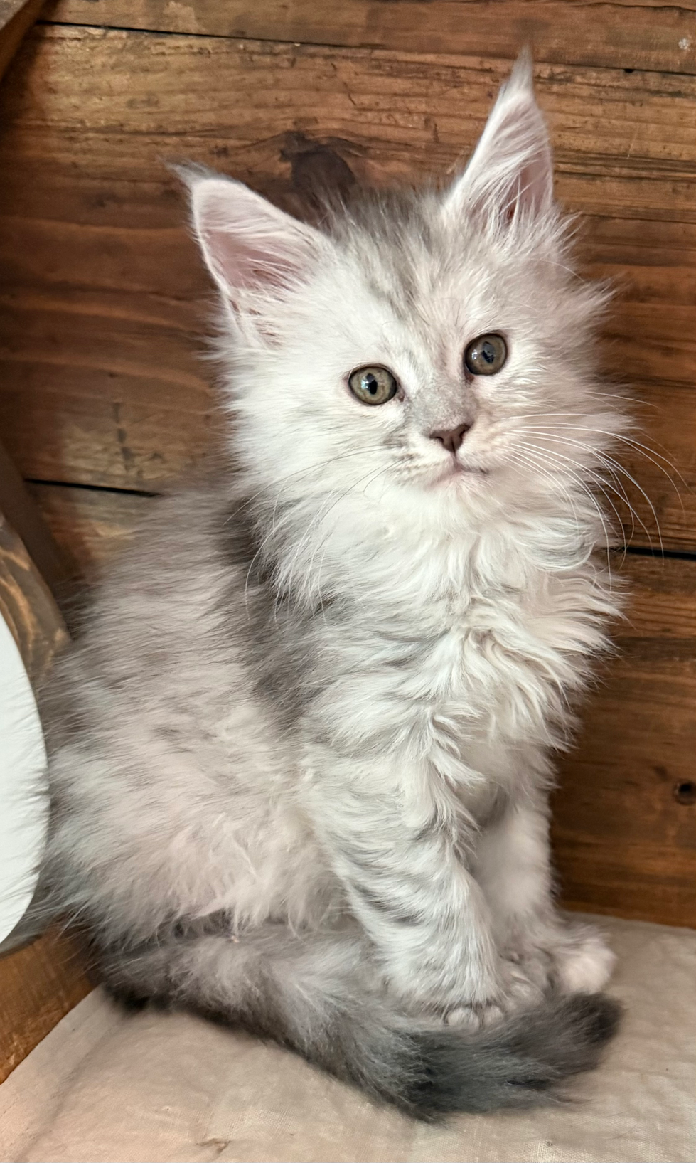 Hailey- 6 weeks #14