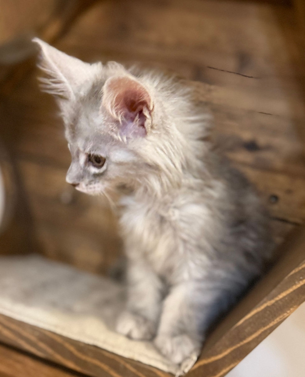 Astrid- 8 weeks