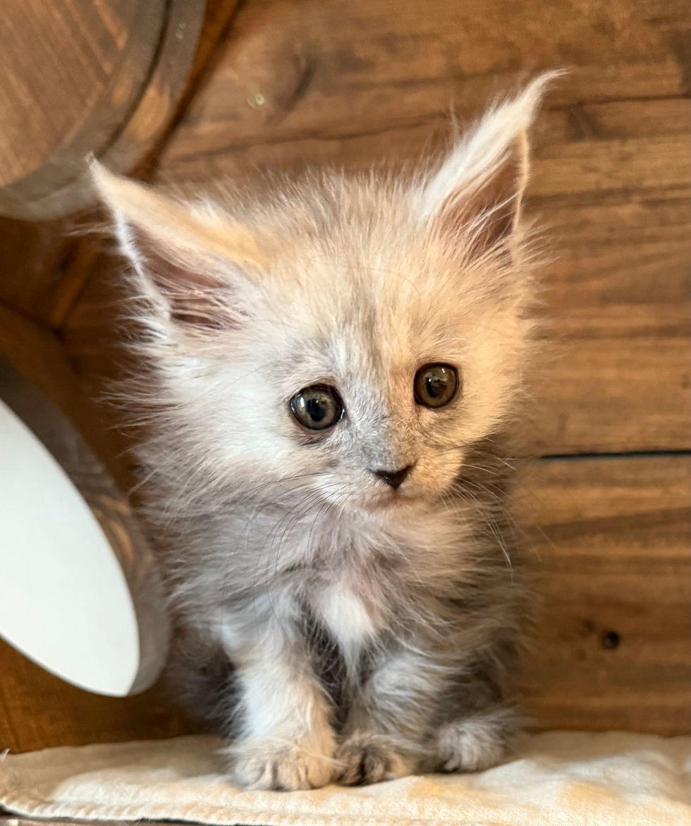 Ayla - 8 weeks