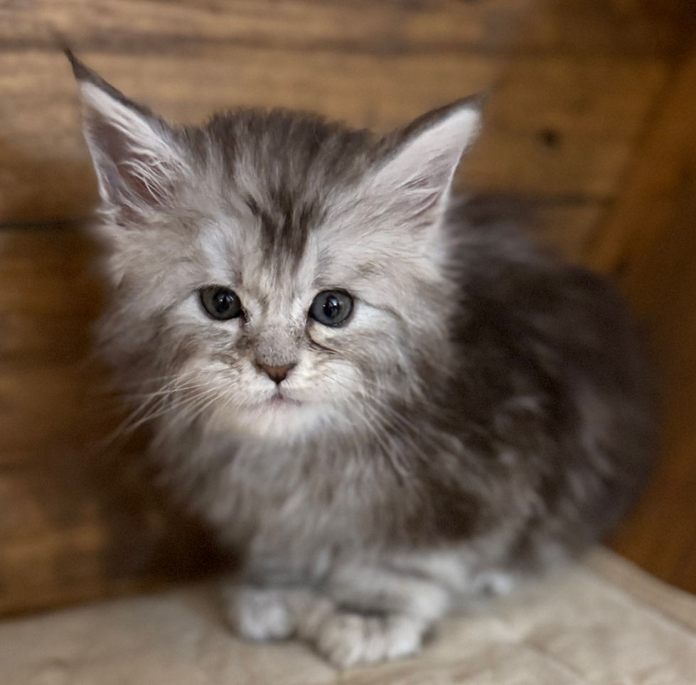 Bree- 6 weeks