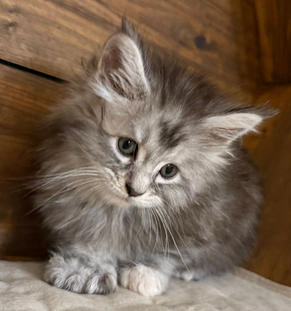 Bella- 6 weeks