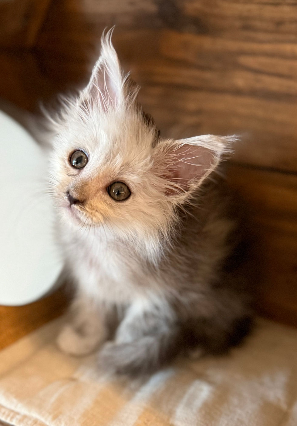 Atlas- 8 weeks