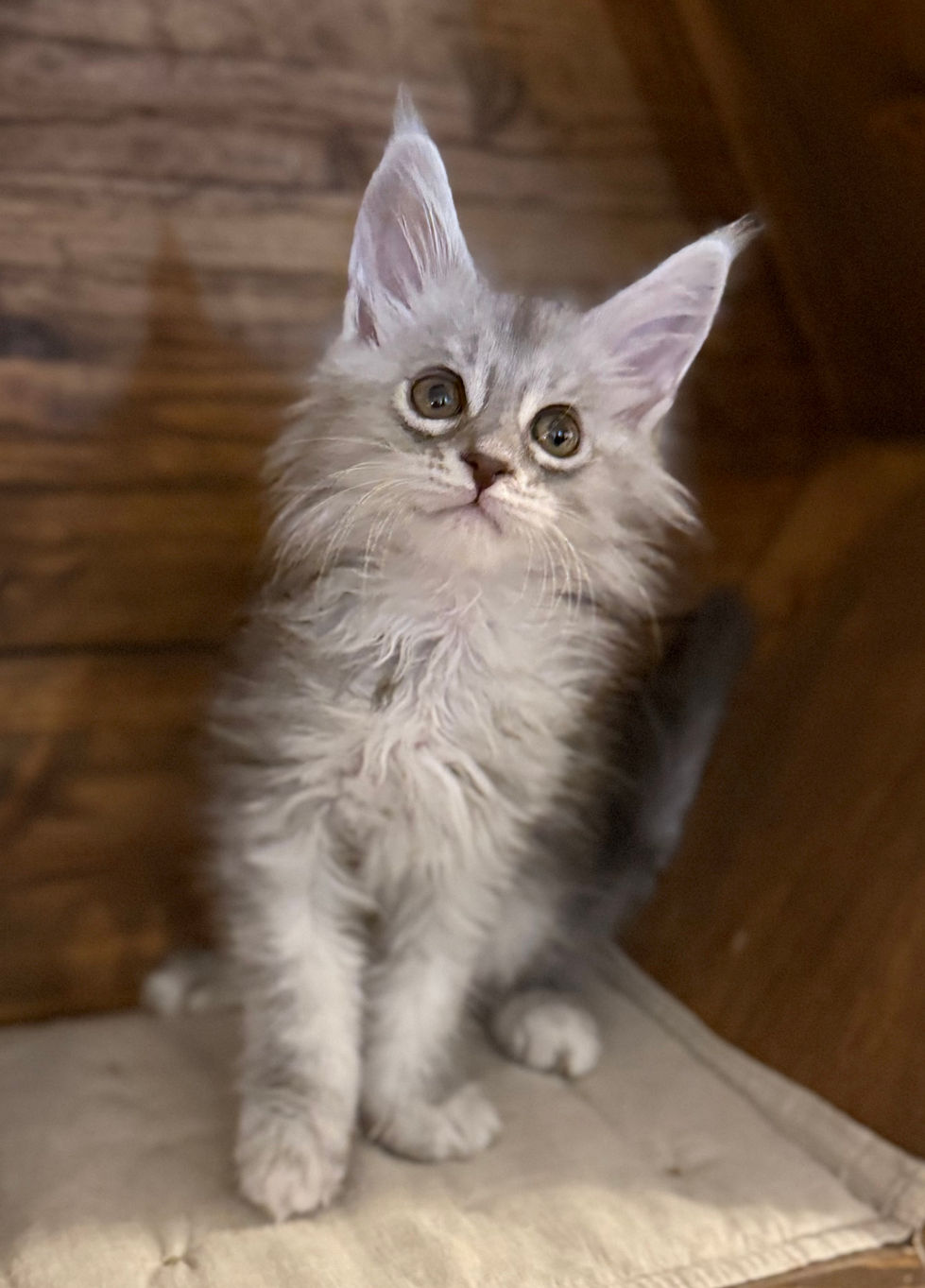 Astrid- 8 weeks