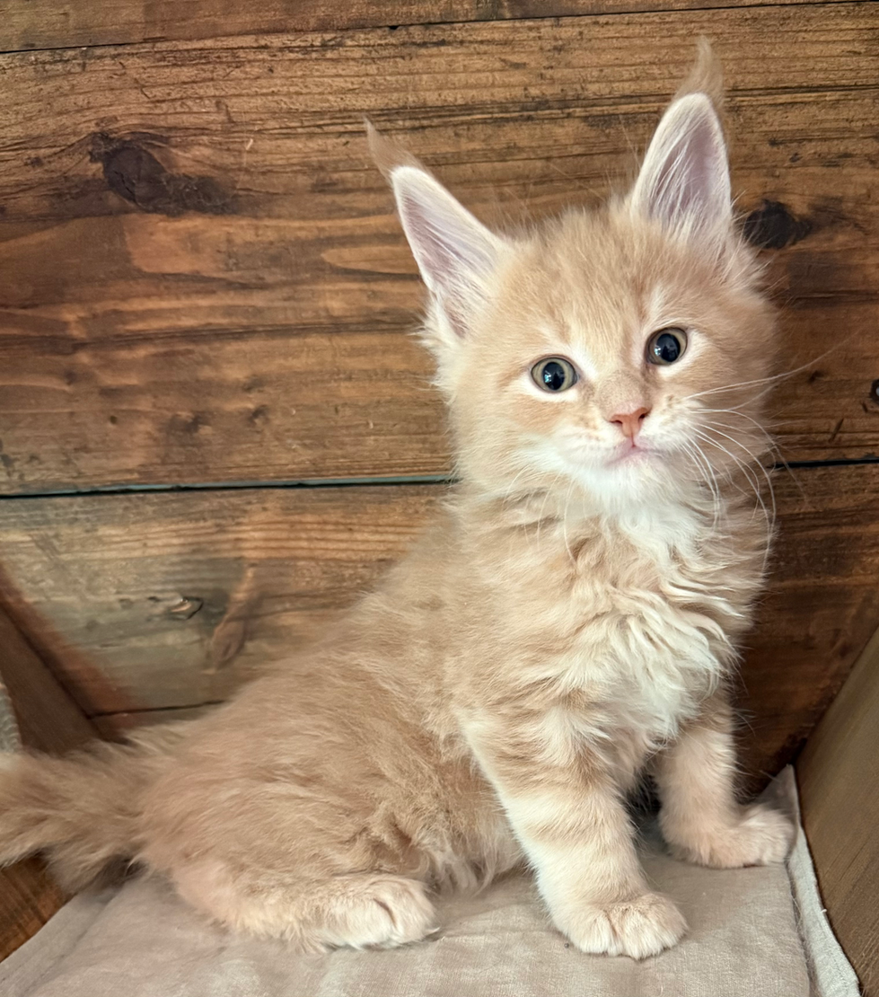 Ivan- 6 weeks #5