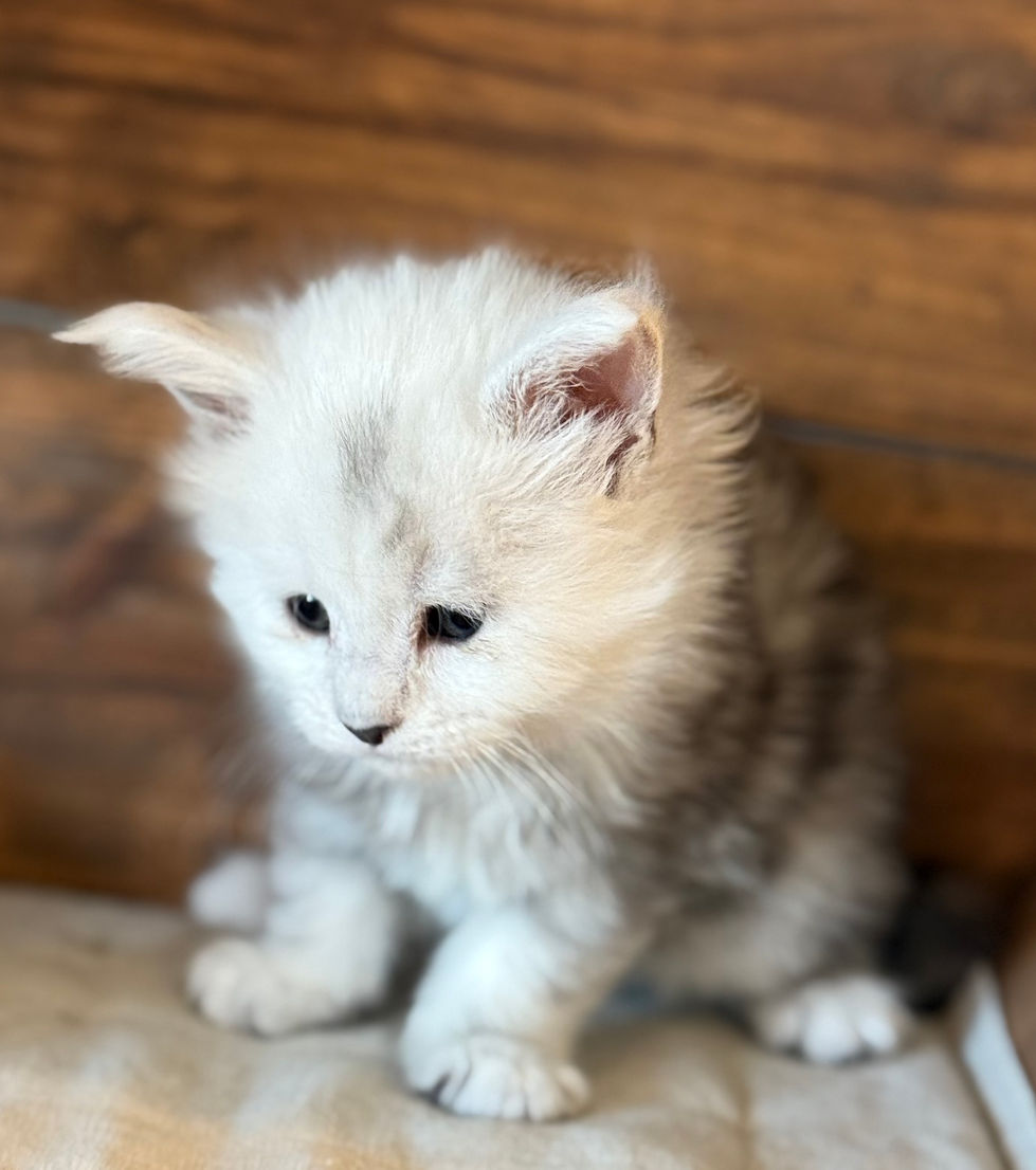 Calla- 5 weeks