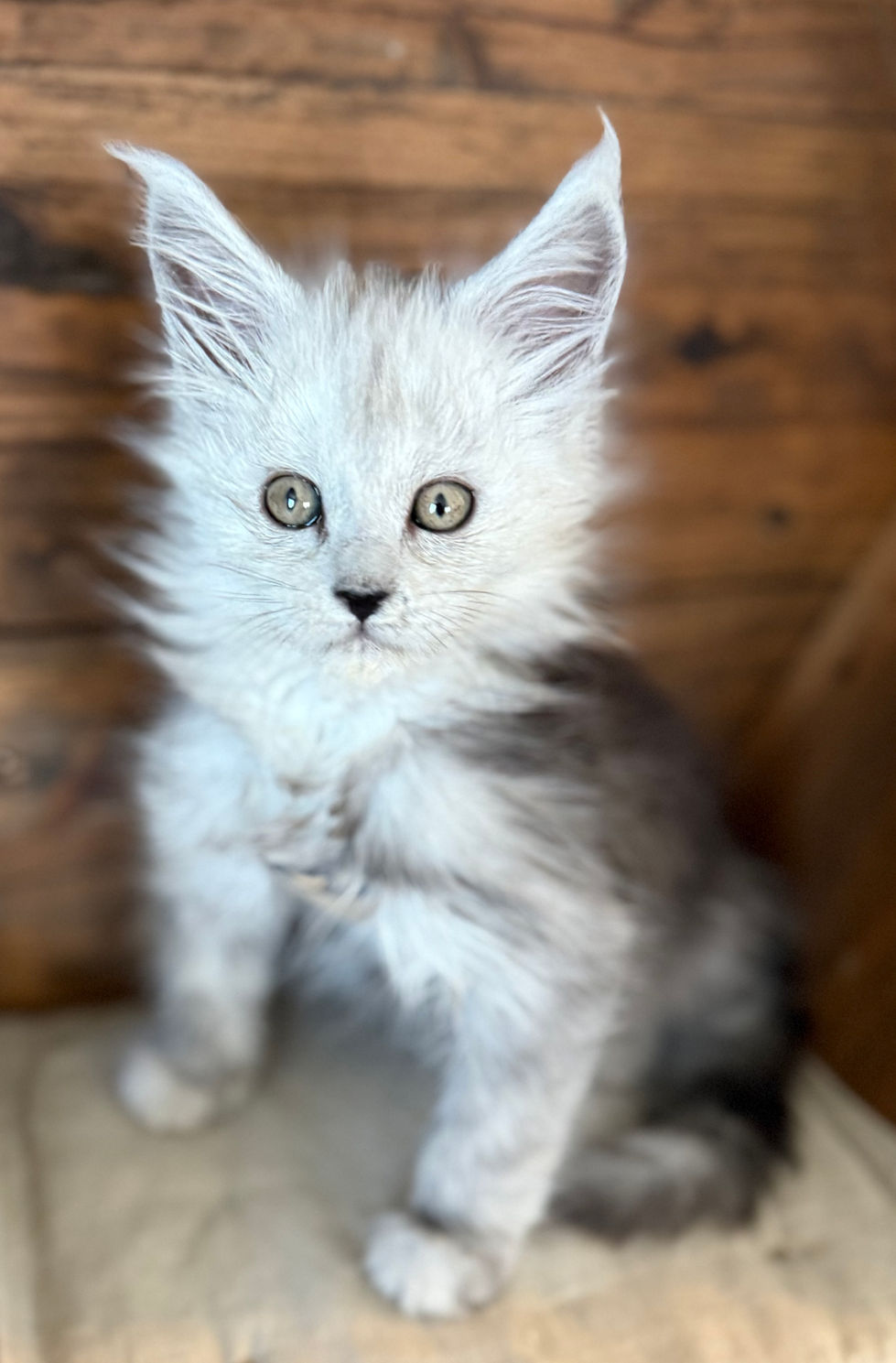 Cire- 8 weeks