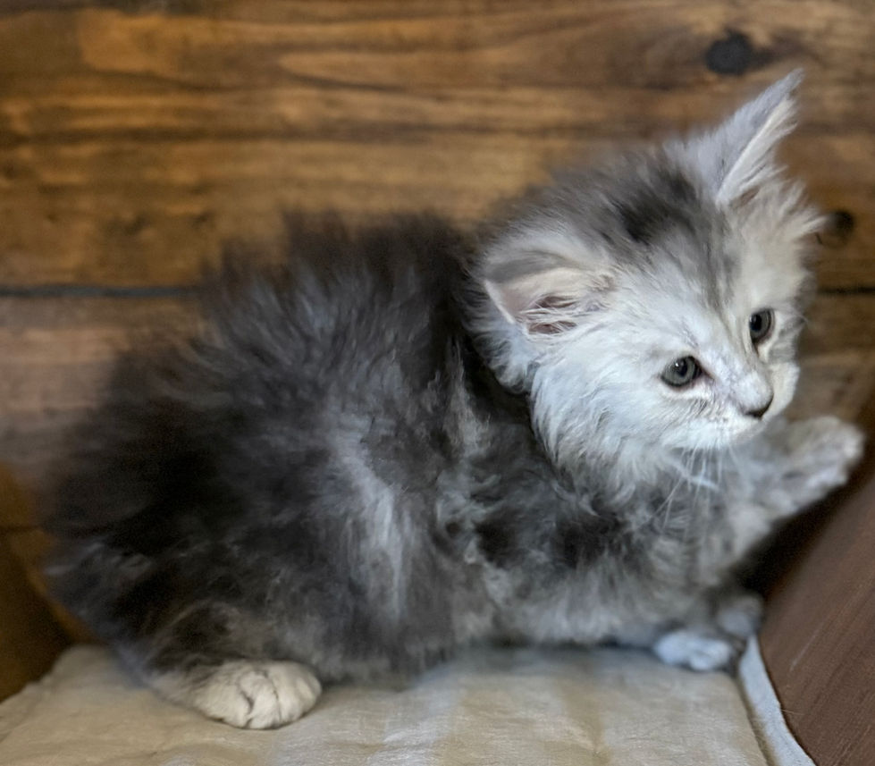 Billie- 6 weeks