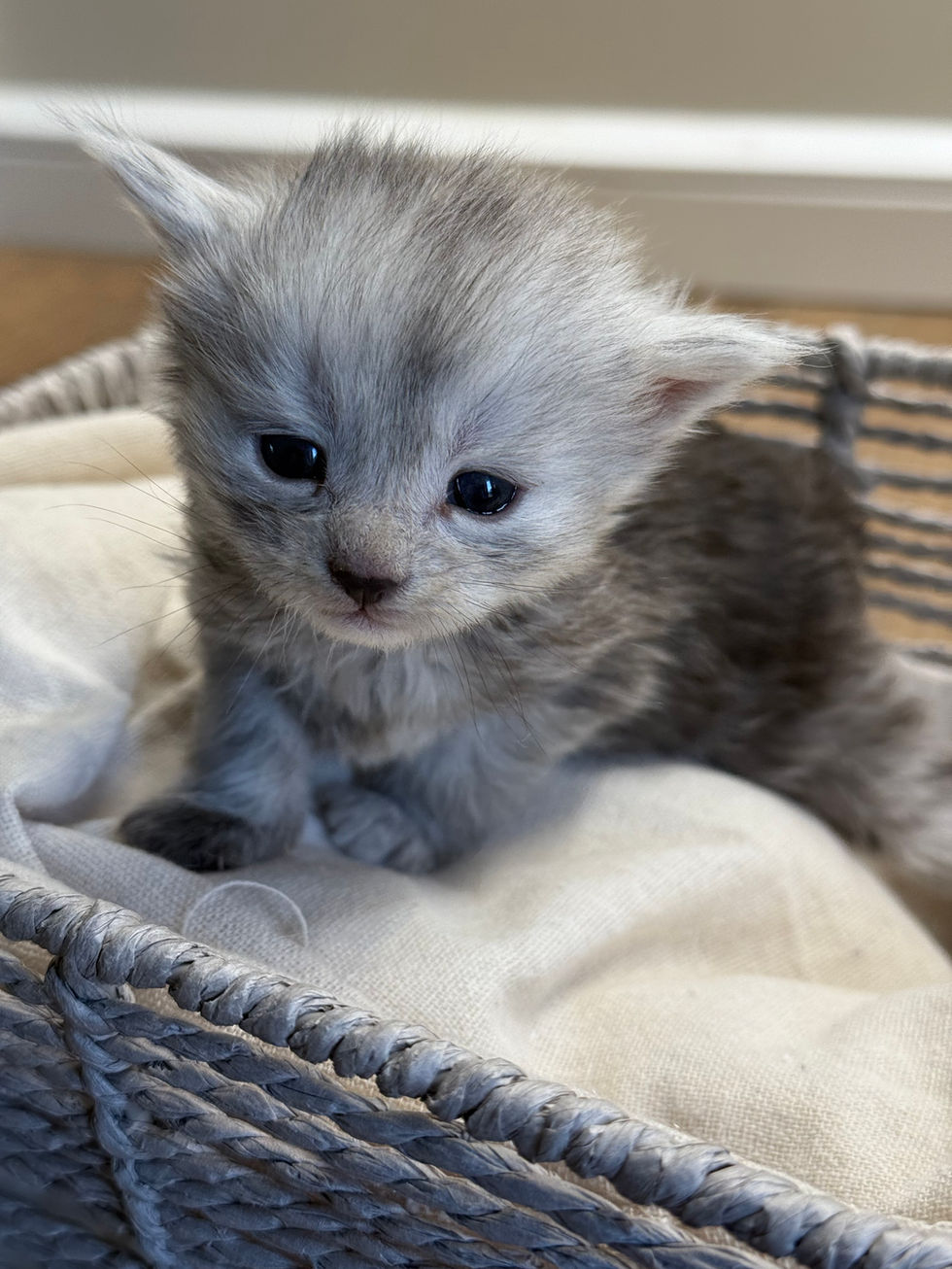 Araelia- 3 weeks