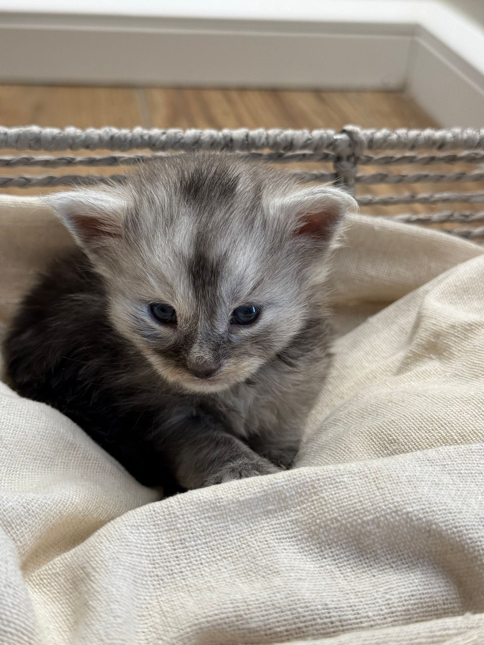 Ash- 3 weeks
