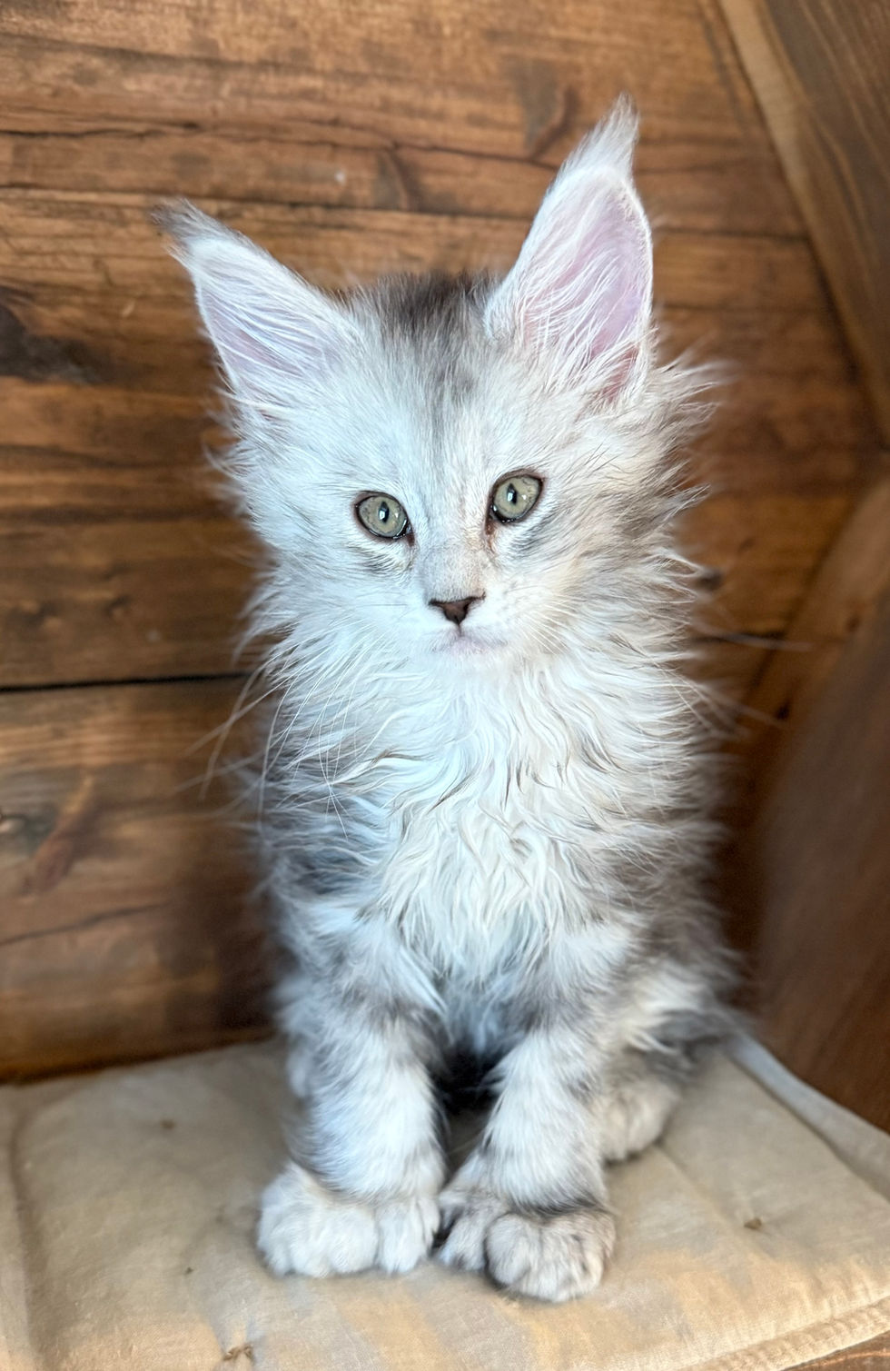 Billie- 8 weeks