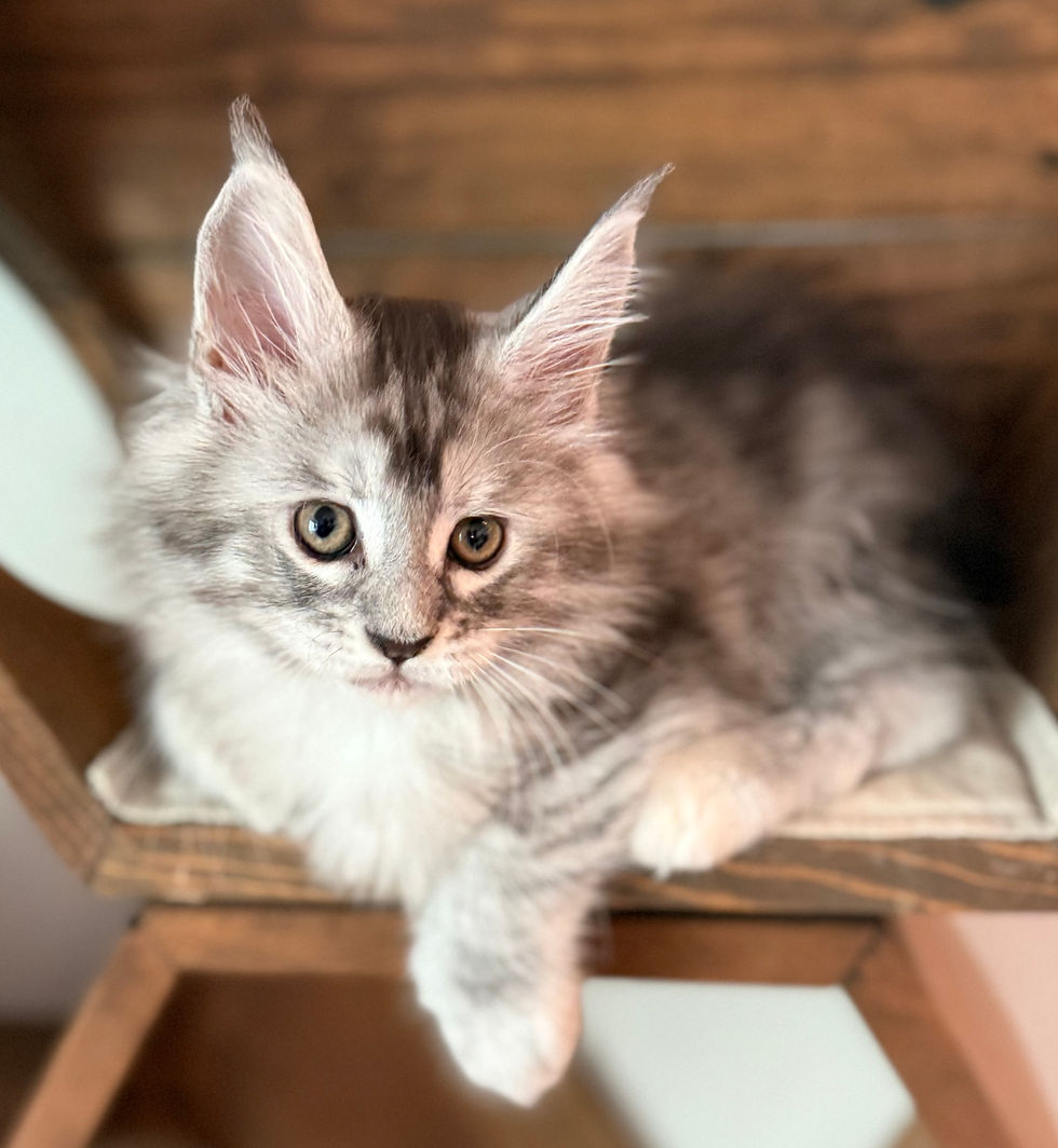 Joy- 8 weeks
