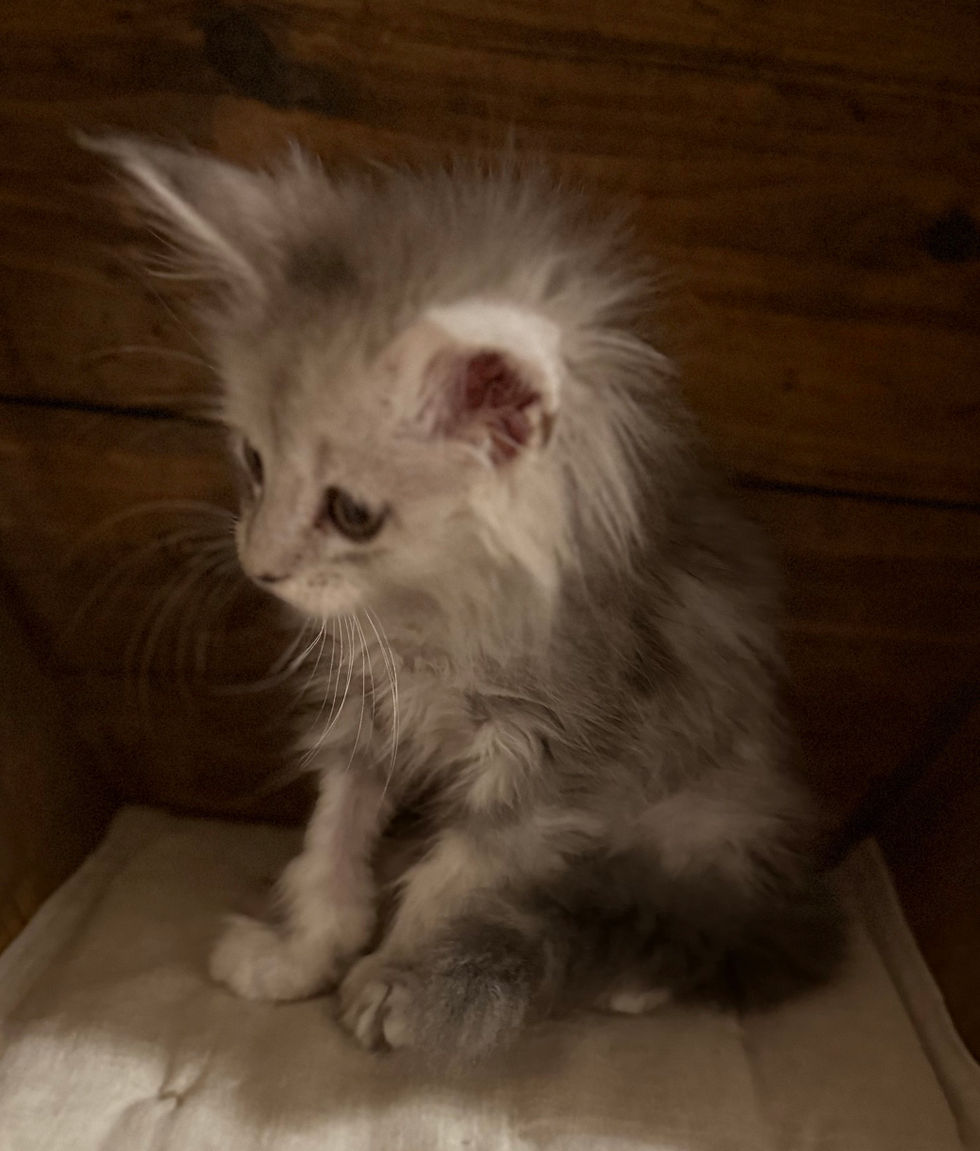 Azuree- 9 weeks