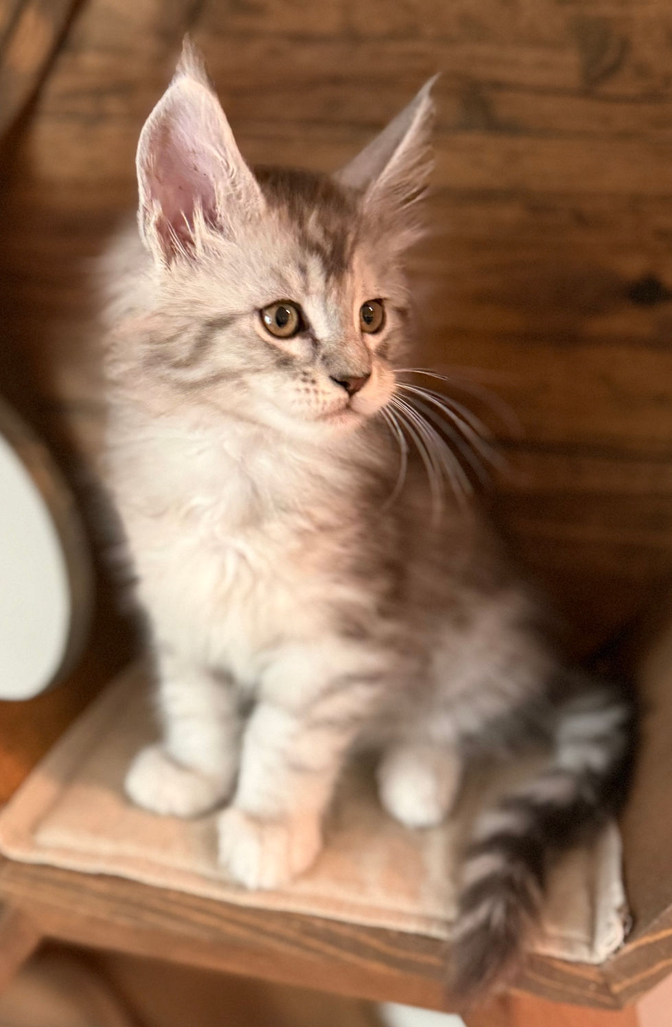 Jackson- 8 weeks
