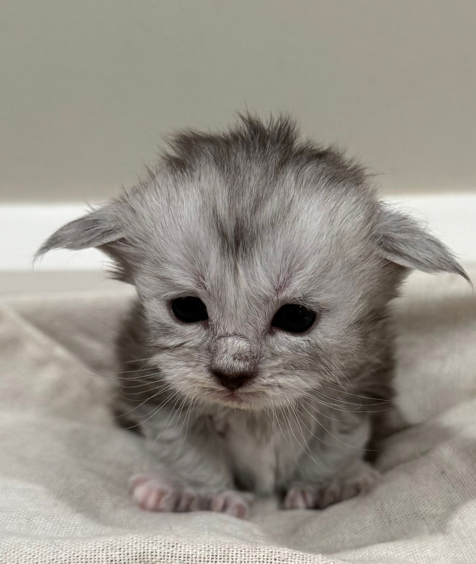 Brooke- 3 weeks
