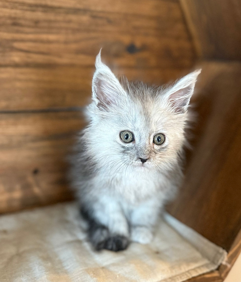 Araelia- 8 weeks