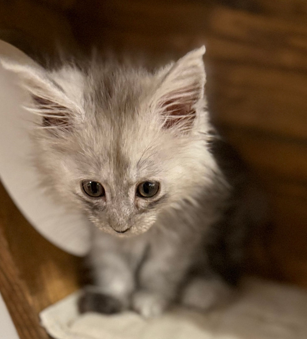 Araelia- 9 weeks