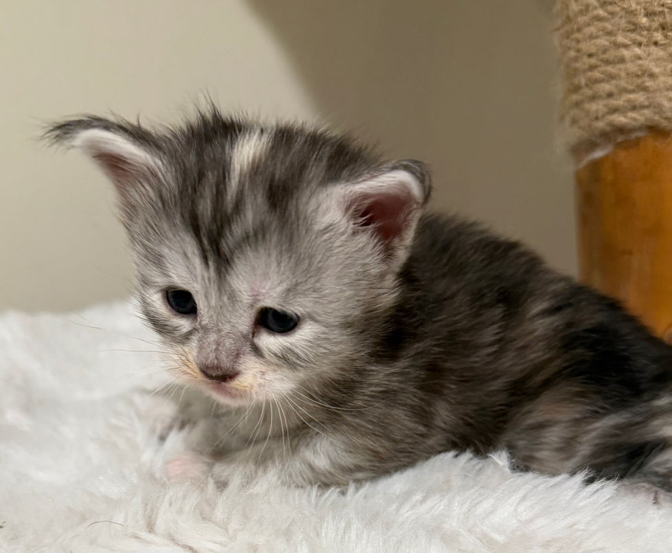 Josie- 3 weeks