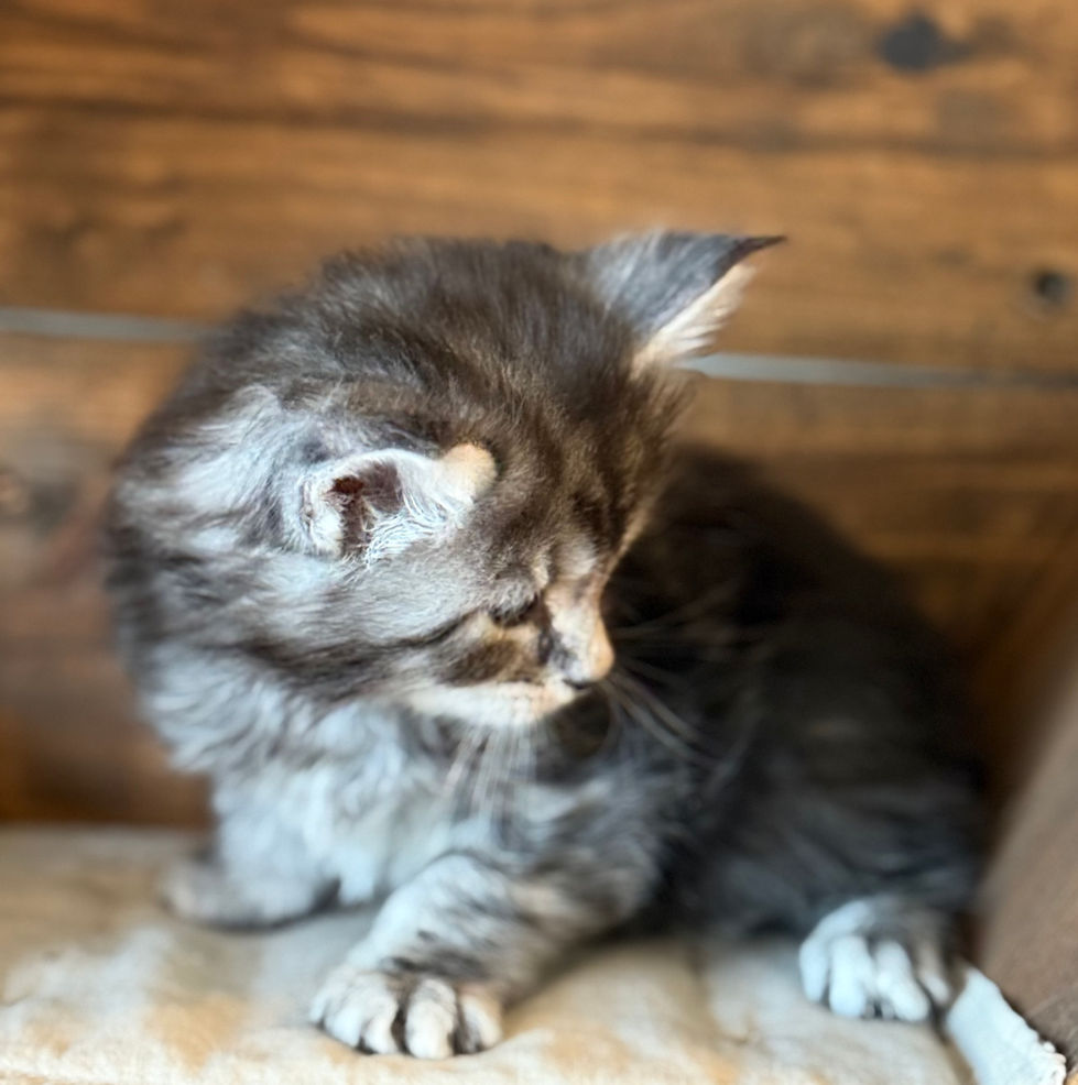 Bode- 5 weeks