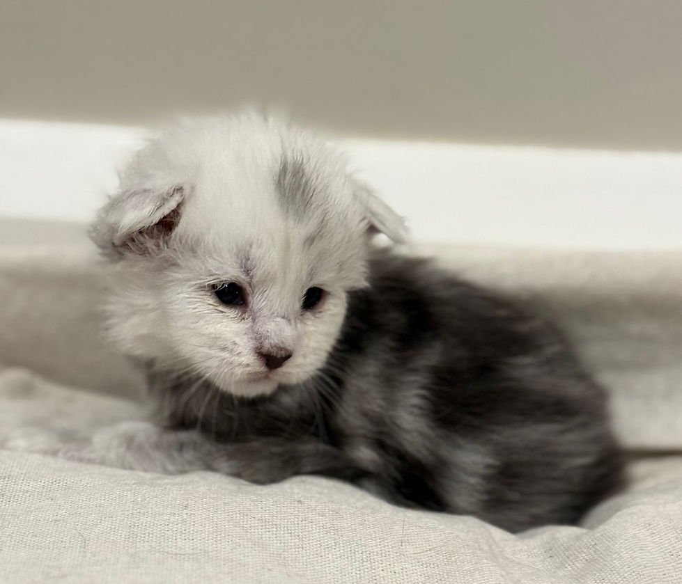 Calla- 3 weeks