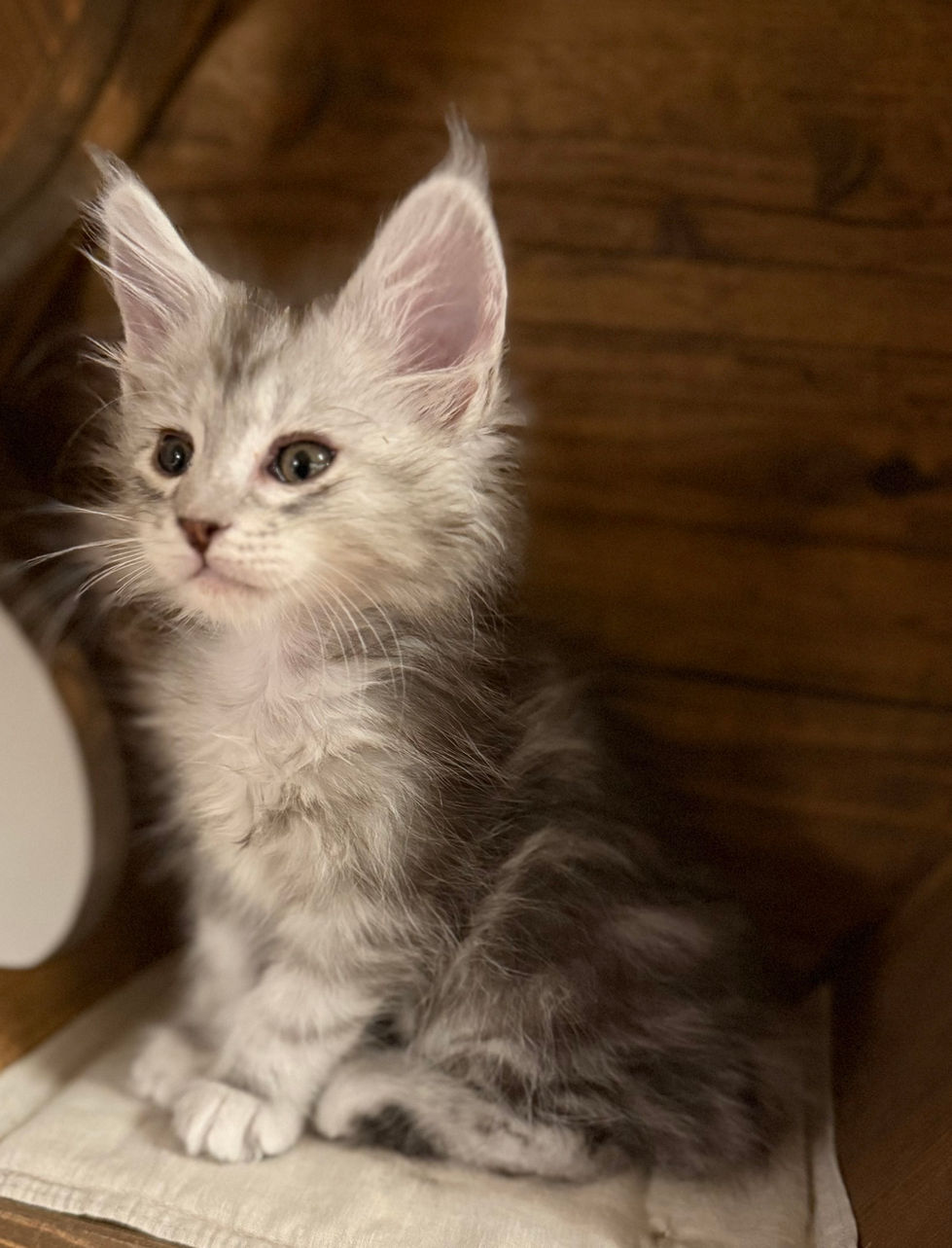 Axel- 9 weeks