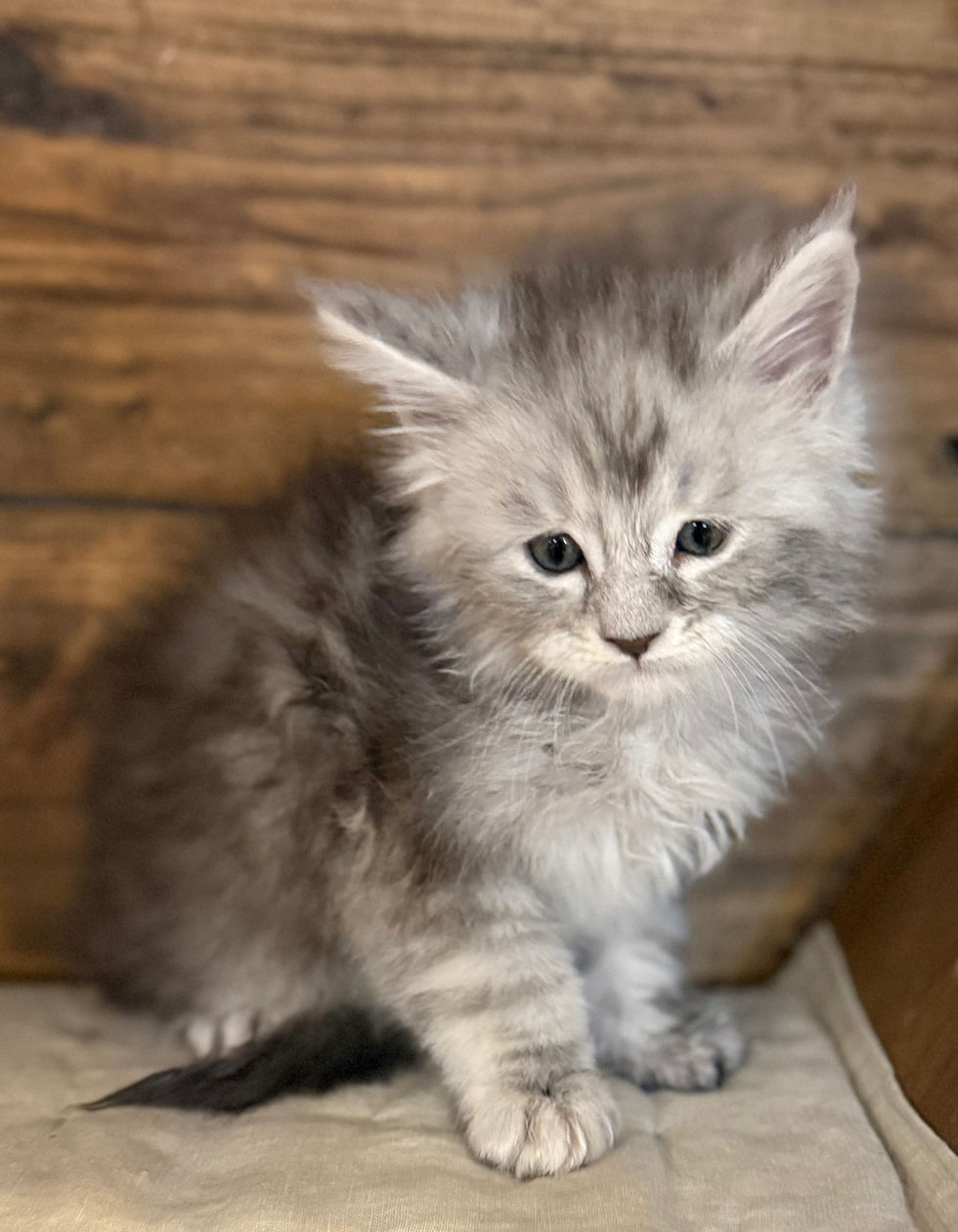 Bond- 6 weeks