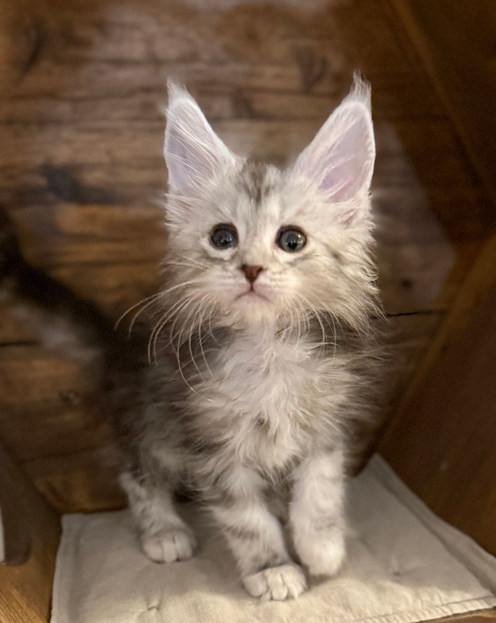 Axel- 8 weeks