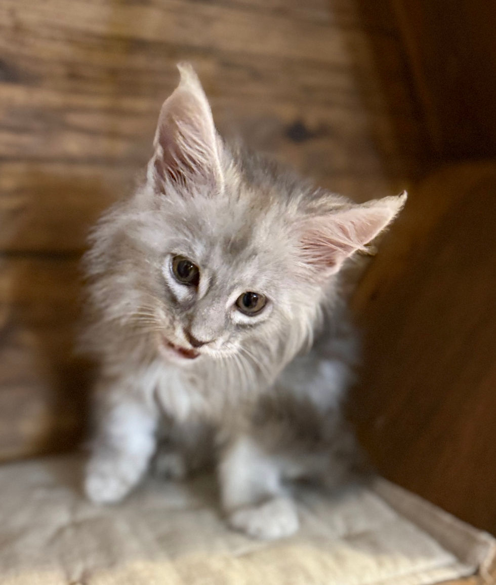 Astrid- 8 weeks