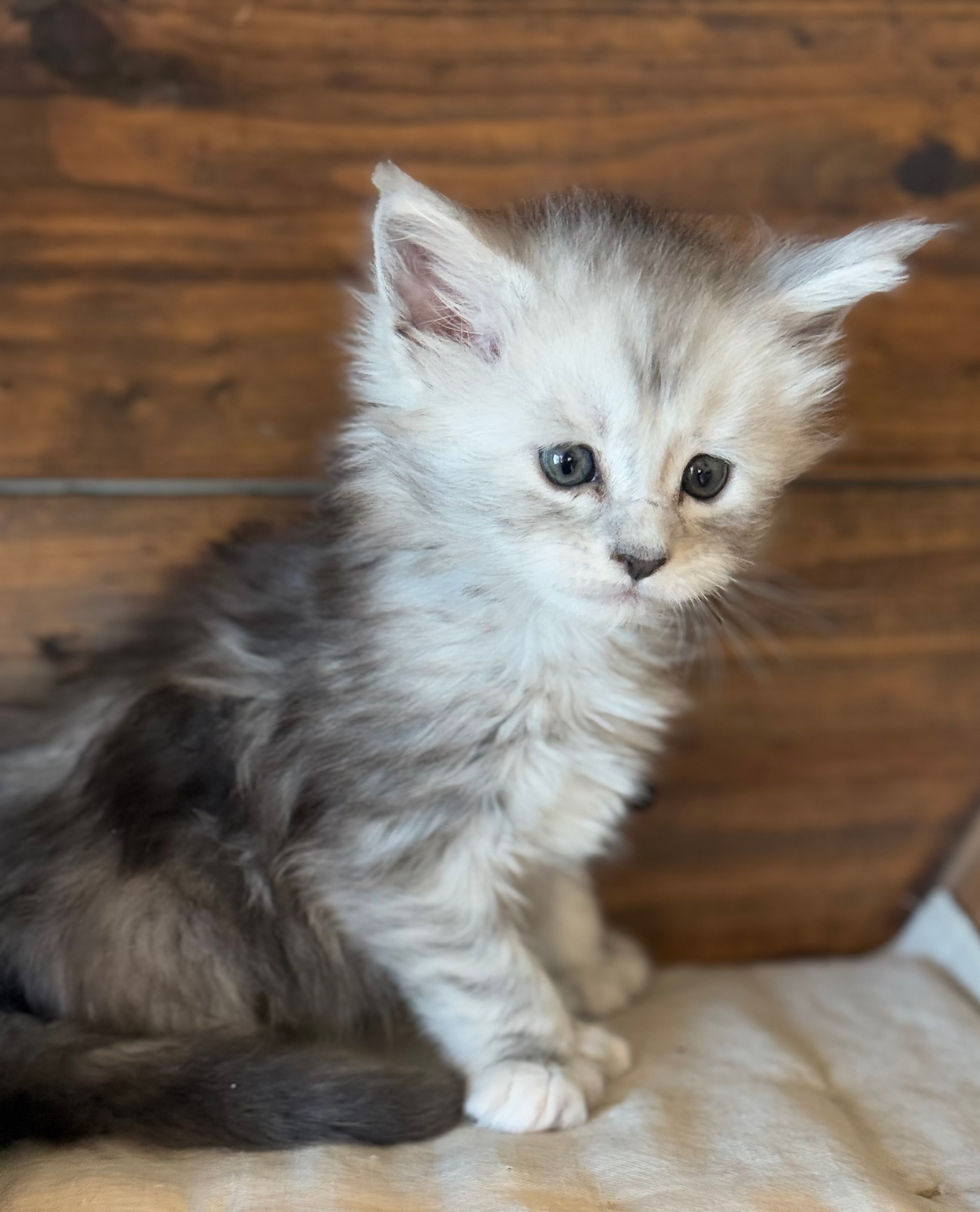 Brooke- 5 weeks