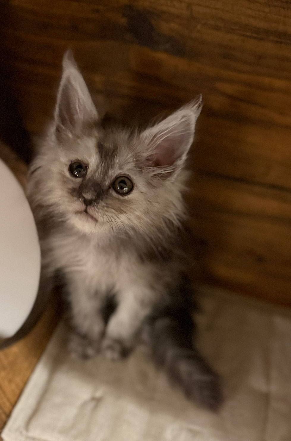 Ash- 9 weeks