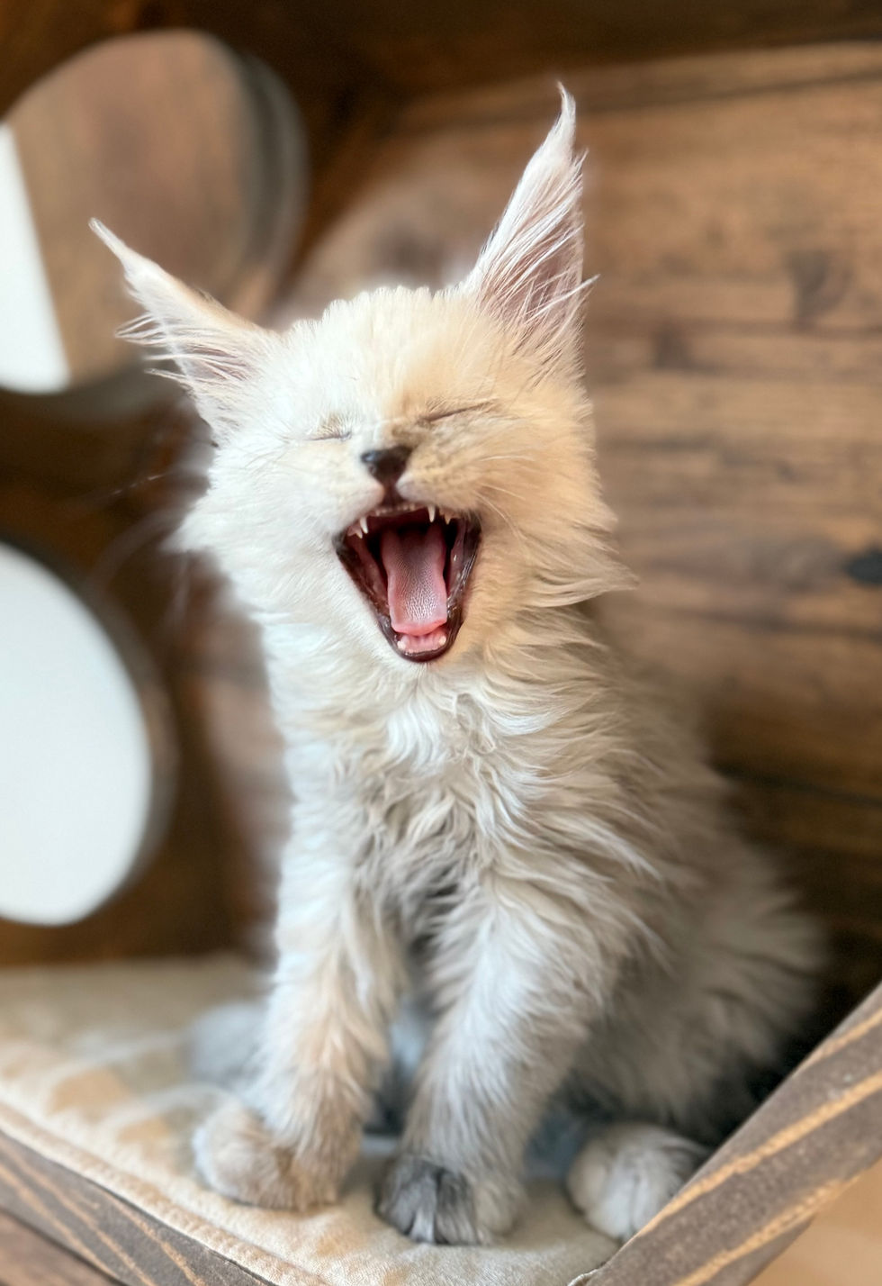 Celeste- 8 weeks