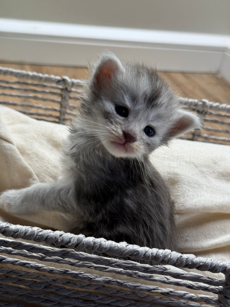 Astrid- 3 weeks