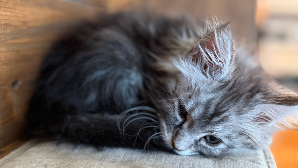 Bree- 8 weeks