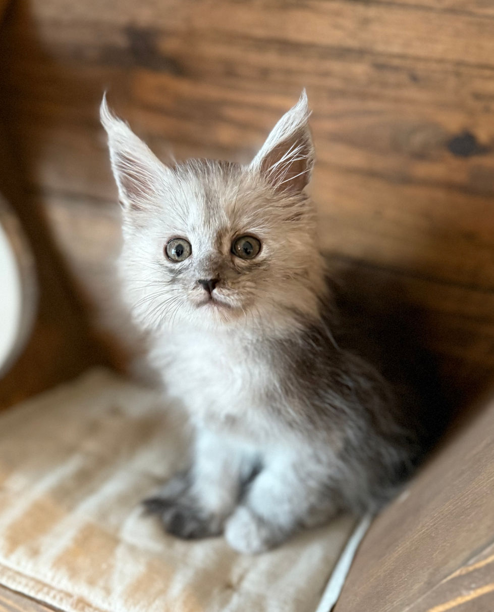 Araelia- 8 weeks