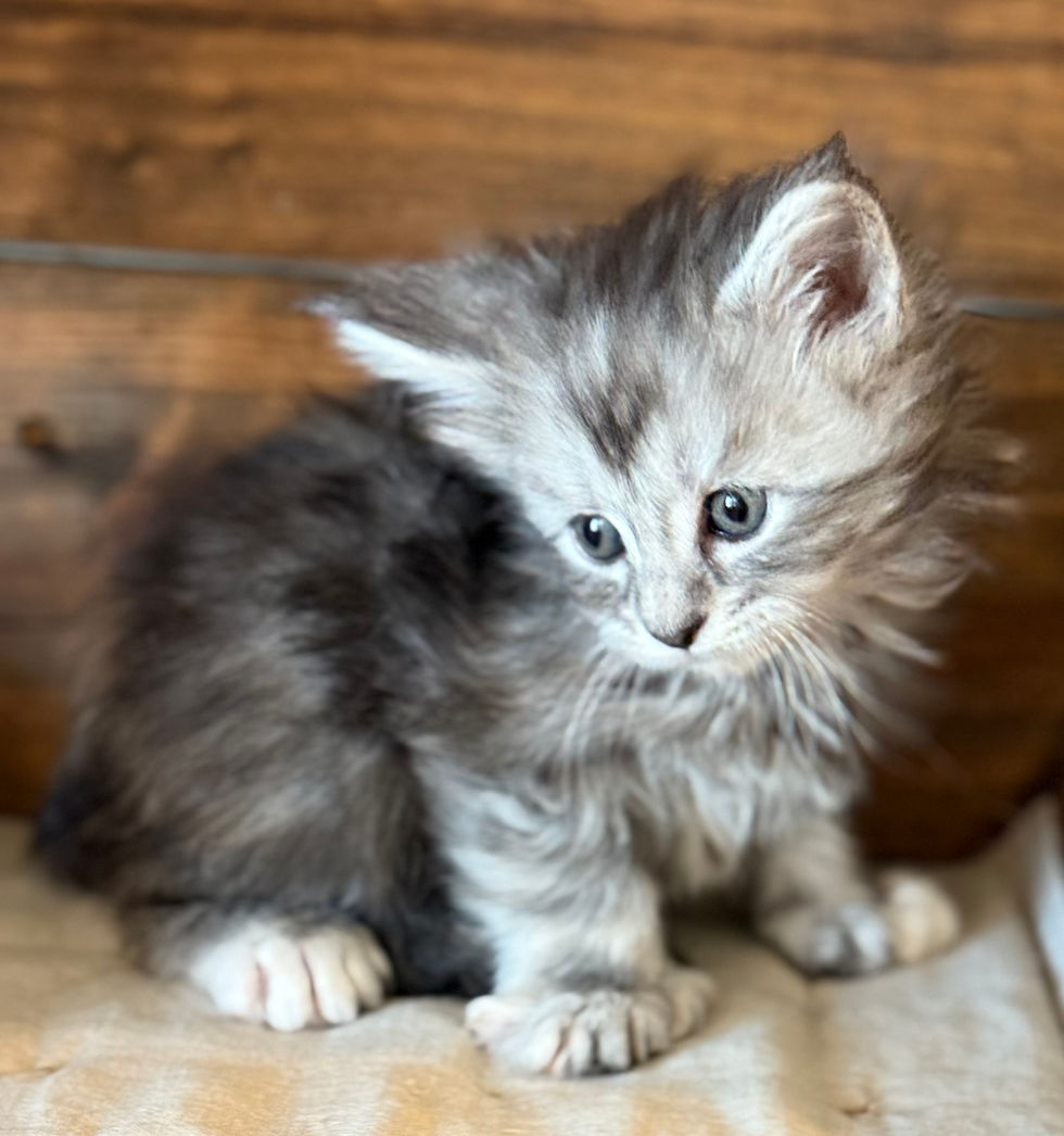Bella- 5 weeks