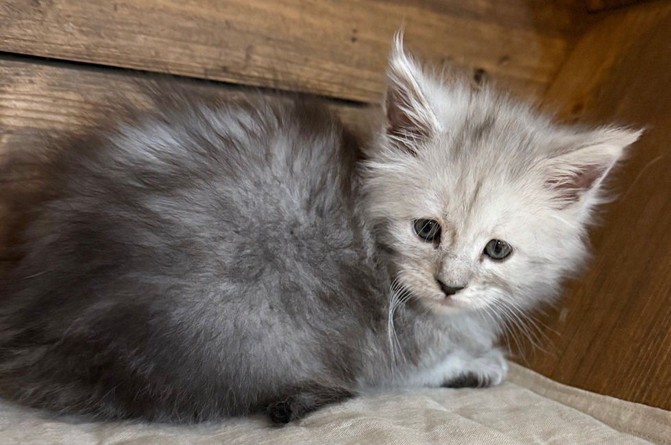 Brinley- 6 weeks