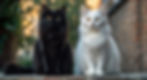 Two adult Maine Coons, one white and one black, sitting side-by-side, signifying opposites.