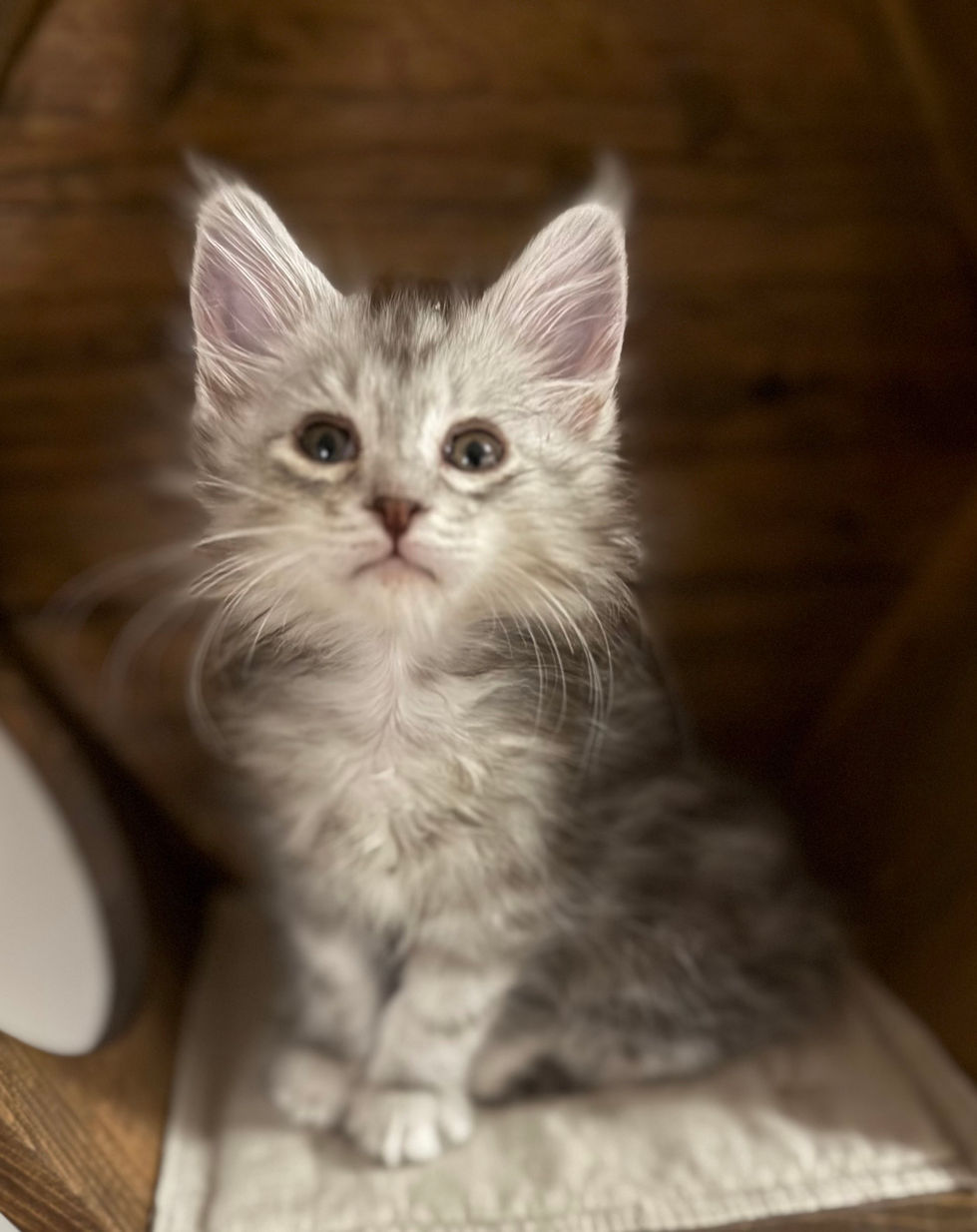 Axel- 9 weeks