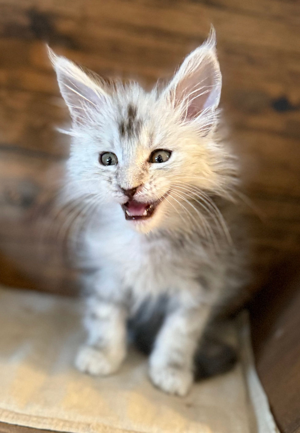 Aero - 8 weeks