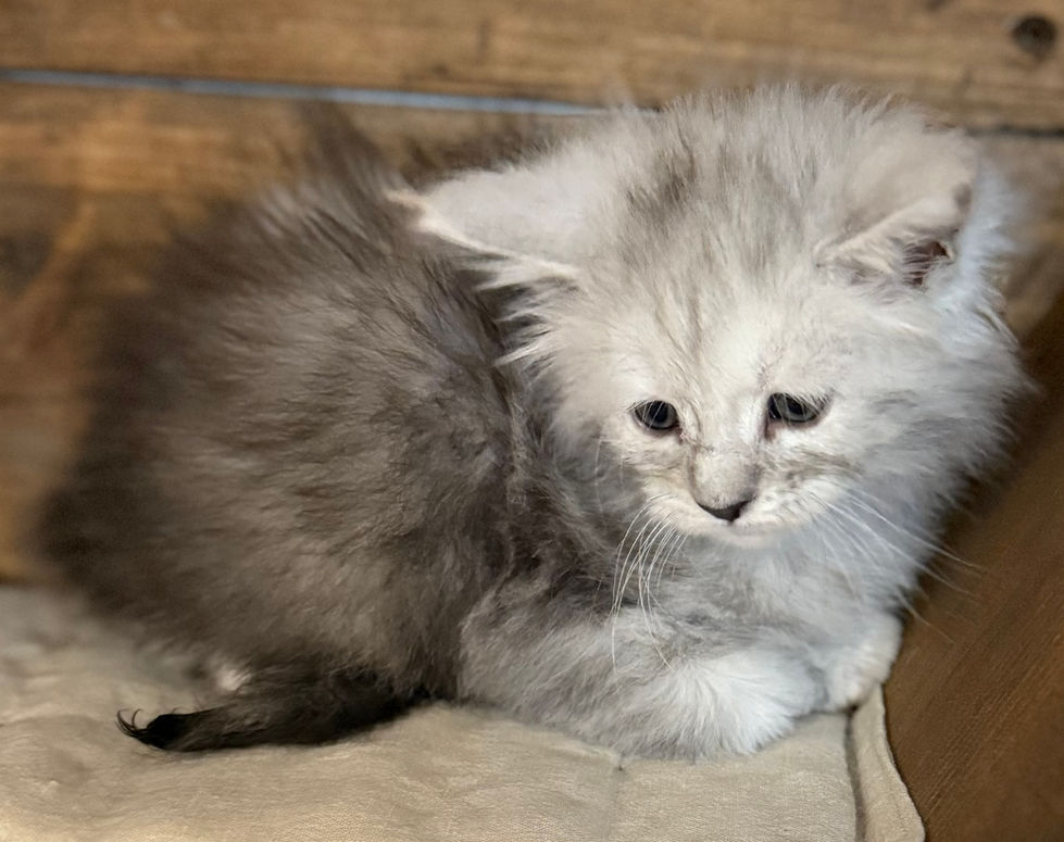 Brinley- 6 weeks