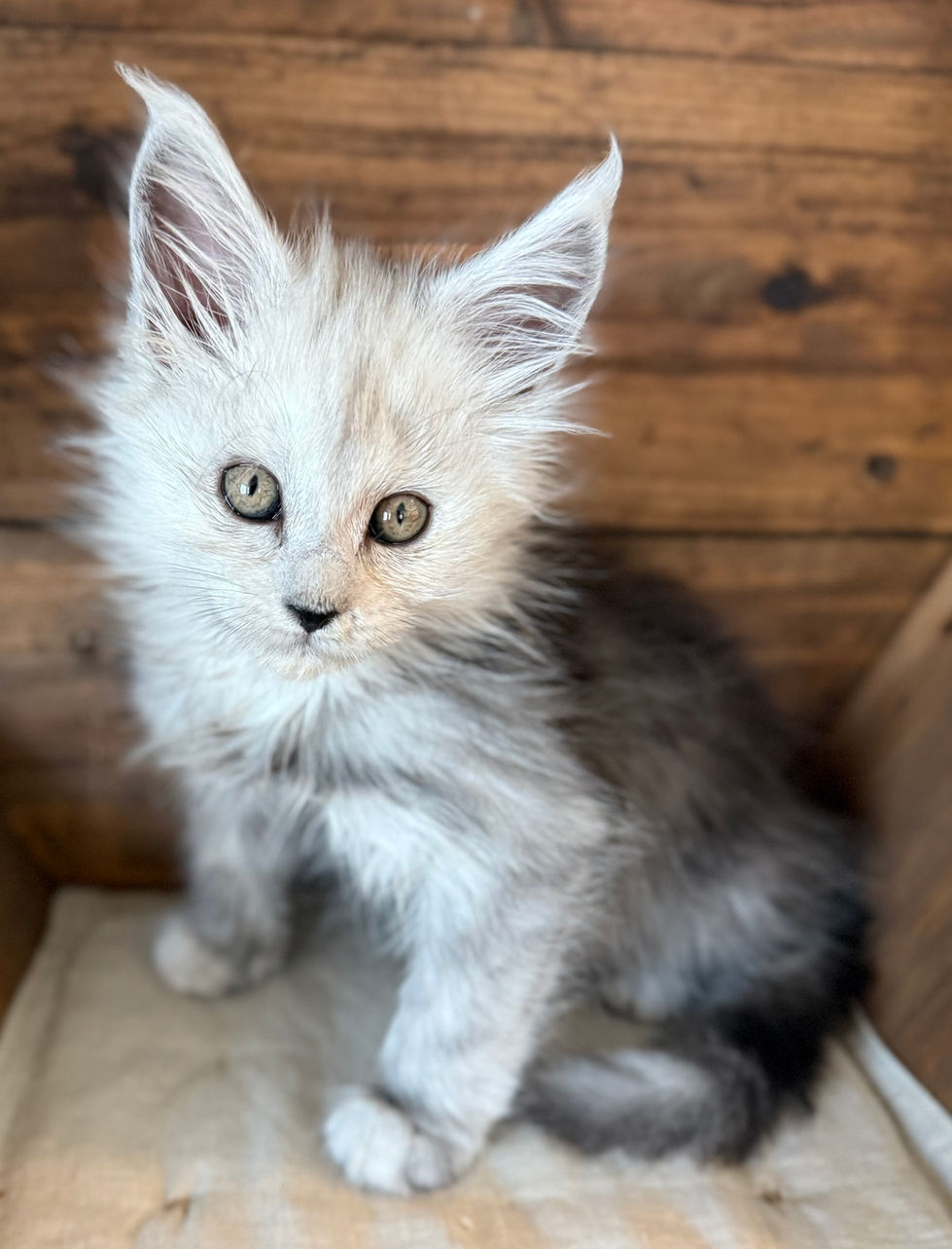 Cire- 8 weeks